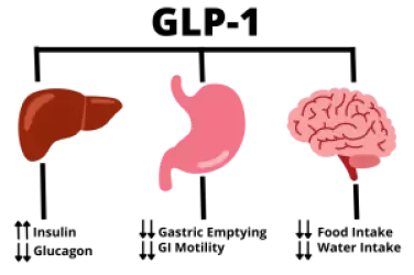Semaglutide to Regulate Blood Sugar and Appetite