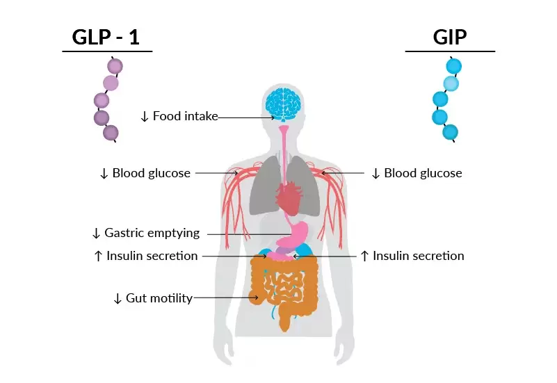 This is an image of the body that show how the GLP and GIP drugs affect the body